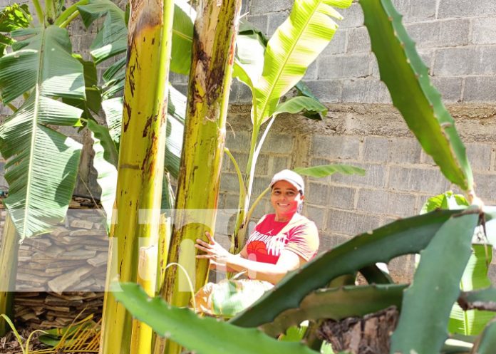 Foto: Agricultura familiar con Miriam, mujer emprendedora de Villa El Carmen / TN8 Foto: Agricultura familiar con Miriam, mujer emprendedora de Villa El Carmen / TN8
