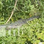 Asombro por lagarto «Guancho» en Río Acome, Chinandega (VIDEO) Foto: Avistamiento del lagarto "Guancho" en Chinandega / TN8