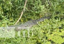 Asombro por lagarto «Guancho» en Río Acome, Chinandega (VIDEO) Foto: Avistamiento del lagarto "Guancho" en Chinandega / TN8
