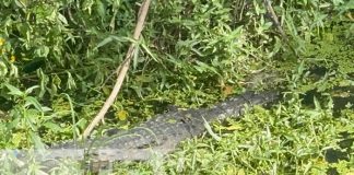 Foto: Avistamiento del lagarto "Guancho" en Chinandega / TN8