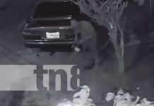 ¡Barbaridad! Ladrón roba batería de vehículo en Praderas del Doral, Managua Foto: Ladrón de batería de vehículo en Praderas del Doral, Managua / TN8