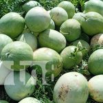 Sandía: la fruta afrodisíaca que conquista mercados y corazones en Nandaime Foto: Alta producción de sandías en Nandaime / TN8