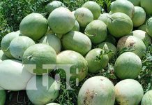 Sandía: la fruta afrodisíaca que conquista mercados y corazones en Nandaime Foto: Alta producción de sandías en Nandaime / TN8