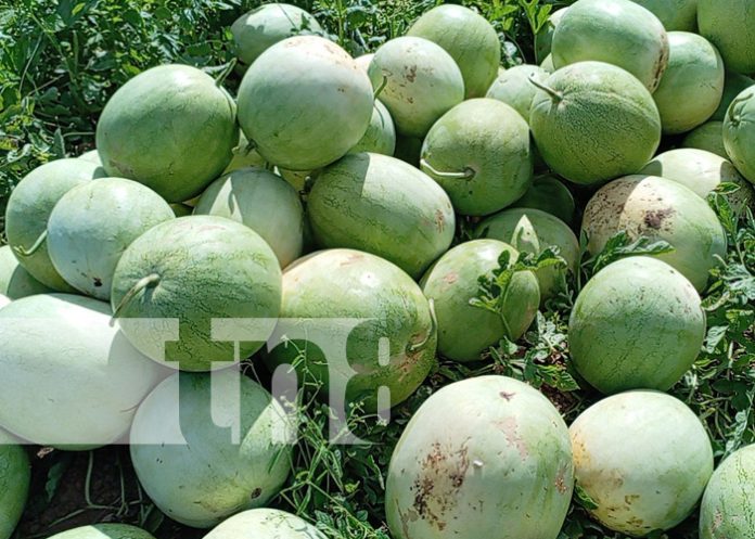 Foto: Alta producción de sandías en Nandaime / TN8