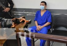 Un ladrido, una piedra y un cuchillo: Ataque de ira en un barrio de Managua Foto: Agresión en un barrio de Managua por los ladridos de un perro / TN8