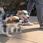 Con gafas y glamour: Dodi y Benji, los ‘firulais’ que marcan tendencia en Managua Foto: Dodi y Benji, la sensación en las calles de Managua /TN8