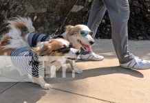 Con gafas y glamour: Dodi y Benji, los ‘firulais’ que marcan tendencia en Managua Foto: Dodi y Benji, la sensación en las calles de Managua /TN8