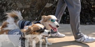 Foto: Dodi y Benji, la sensación en las calles de Managua /TN8