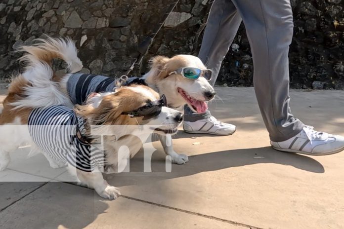 Foto: Dodi y Benji, la sensación en las calles de Managua /TN8 Foto: Dodi y Benji, la sensación en las calles de Managua /TN8