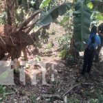 Fue a visitar a su hija y terminó aplastado por un árbol en Matagalpa Foto: Trabajador muere aplastado por árbol en Matagalpa / TN8