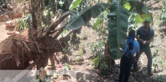 Foto: Trabajador muere aplastado por árbol en Matagalpa / TN8