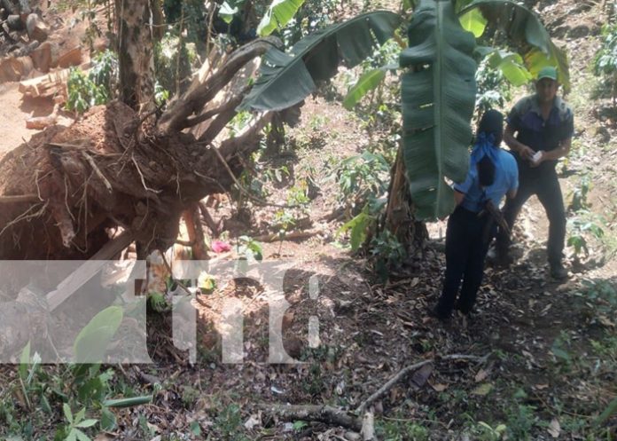 Foto: Trabajador muere aplastado por árbol en Matagalpa / TN8