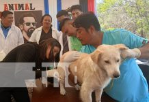 Foto: Jornada veterinaria en Matagalpa / TN8