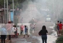 Ataque de abejas en Bluefields deja siete personas heridas, incluyendo una menor Foto: Ataque de abejas en Bluefields deja siete personas heridas, incluyendo una menor/TN8