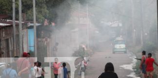 Foto: Ataque de abejas en Bluefields deja siete personas heridas, incluyendo una menor/TN8