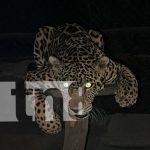 Foto: Éxito rotundo en "Noche de Luna" en el Zoológico Thomas Belt de Juigalpa/TN8