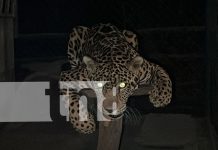 Foto: Éxito rotundo en "Noche de Luna" en el Zoológico Thomas Belt de Juigalpa/TN8