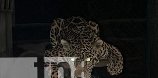 Foto: Éxito rotundo en "Noche de Luna" en el Zoológico Thomas Belt de Juigalpa/TN8