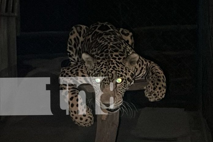 Foto: Éxito rotundo en