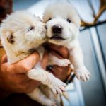 Científicos logran “revivir” al lobo gigante de Game of Thrones Foto: Los nuevos lobos inspirados en Game of Thrones /cortesía