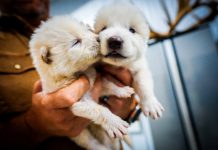 Foto: Los nuevos lobos inspirados en Game of Thrones /cortesía