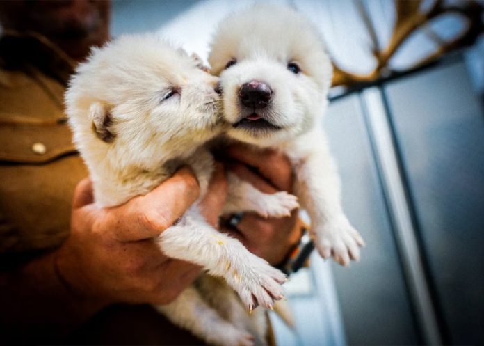 Foto: Los nuevos lobos inspirados en Game of Thrones /cortesía Foto: Los nuevos lobos inspirados en Game of Thrones /cortesía