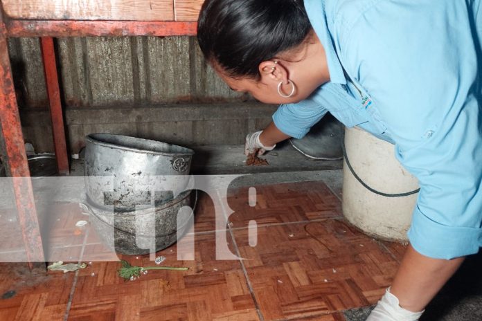 Foto: Campaña de desratización busca proteger a miles de familias en Boaco/TN8 Foto: Campaña de desratización busca proteger a miles de familias en Boaco/TN8