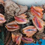 INPESCA realiza monitoreo del caracol rosado en el mar Caribe nicaragüense Foto: INPESCA confirma calidad del caracol rosado/Cortesía