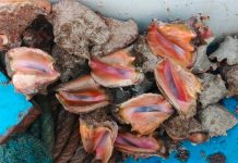 INPESCA realiza monitoreo del caracol rosado en el mar Caribe nicaragüense Foto: INPESCA confirma calidad del caracol rosado/Cortesía
