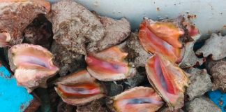 Foto: INPESCA confirma calidad del caracol rosado/Cortesía