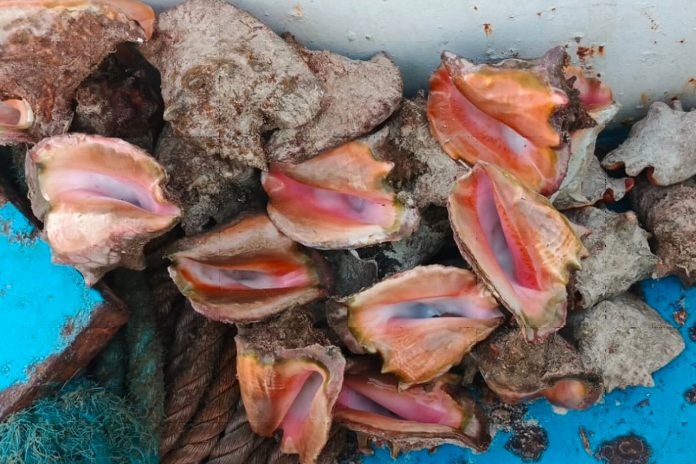 Foto: INPESCA confirma calidad del caracol rosado/Cortesía