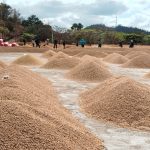 El café nicaragüense sigue destacándose en las exportaciones con el ciclo 2024/2025