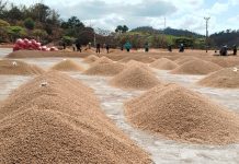 El café nicaragüense sigue destacándose en las exportaciones con el ciclo 2024/2025