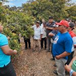 INTA lanza nueva variedad de níspero con mayor productividad y sabor dulce