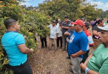 INTA lanza nueva variedad de níspero con mayor productividad y sabor dulce