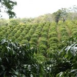 MARENA promueve buenas prácticas agrícolas en finca “Las Nubes” de Río San Juan