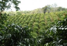 MARENA promueve buenas prácticas agrícolas en finca “Las Nubes” de Río San Juan