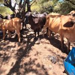 INTA promueve alimentación innovadora para ganado bovino con cáscaras de ajonjolí