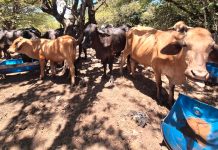INTA promueve alimentación innovadora para ganado bovino con cáscaras de ajonjolí