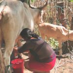 Nicaragua fortalece su producción lechera con más de 110 mil fincas activas