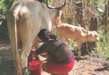 Nicaragua fortalece su producción lechera con más de 110 mil fincas activas
