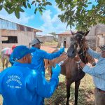 IPSA fortalece la sanidad equina con jornada en puertos de montaña Foto: IPSA entrega tratamiento para enfermedades equinas/Cortesía