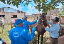 IPSA fortalece la sanidad equina con jornada en puertos de montaña Foto: IPSA entrega tratamiento para enfermedades equinas/Cortesía