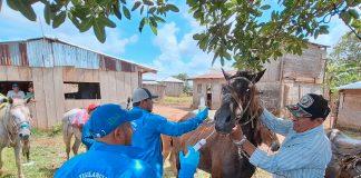 Foto: IPSA entrega tratamiento para enfermedades equinas/Cortesía