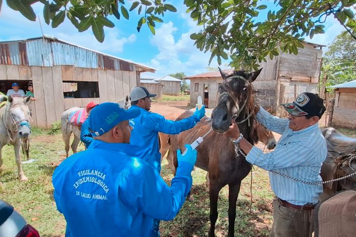 Foto: IPSA entrega tratamiento para enfermedades equinas/Cortesía Foto: IPSA entrega tratamiento para enfermedades equinas/Cortesía