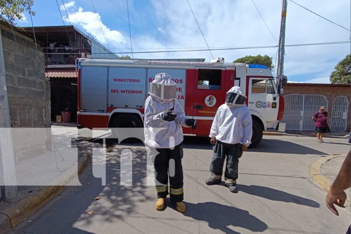 Foto: Abejas africanizadas atacan a vecinos en Batahola Sur /TN8
