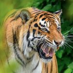 Foto: Horror en circo de Tanta /Cortesía