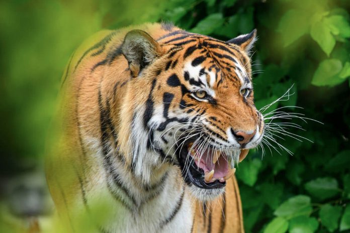 Foto: Horror en circo de Tanta /Cortesía