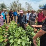 Nuevos métodos de fertilización mejoran la producción de soya en Chinandega