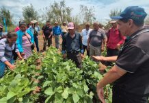 Nuevos métodos de fertilización mejoran la producción de soya en Chinandega